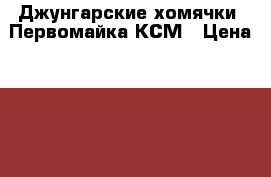 Джунгарские хомячки  Первомайка КСМ › Цена ­ 200 - Новосибирская обл., Новосибирск г. Животные и растения » Грызуны и Рептилии   . Новосибирская обл.,Новосибирск г.